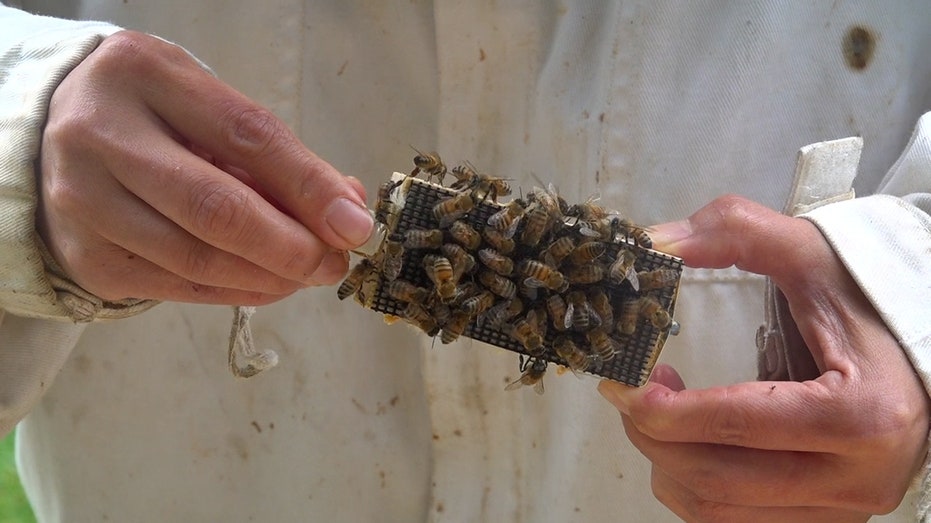 Beekeeper holds bees on honeycomb