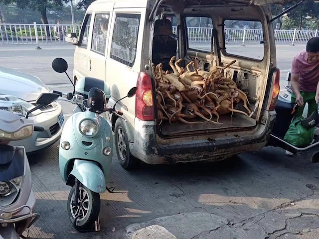 Scenes from the Yulin Dog Meat and Lychee Festival in Yulin, Guangxi, China, June 2023.