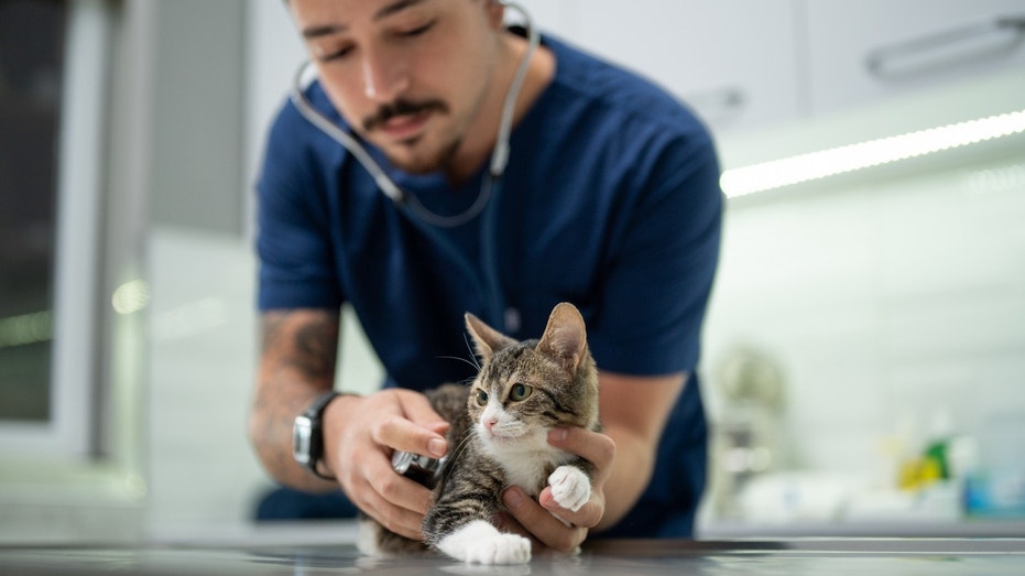 Cat kitten pet vet