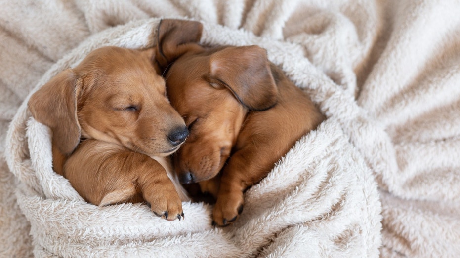 Dachshund puppies dog