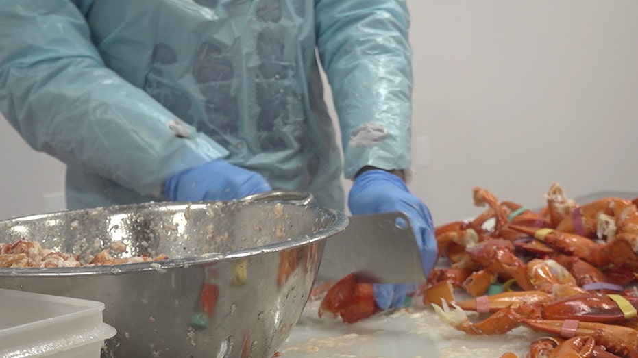 Person chopping up lobster meat