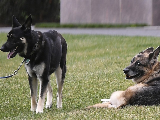 The Biden's dogs Champ(R) and Major are seen on the South Lawn of the White House in Washington, DC, on March 31, 2021. (Mandel Ngan/ AFP)