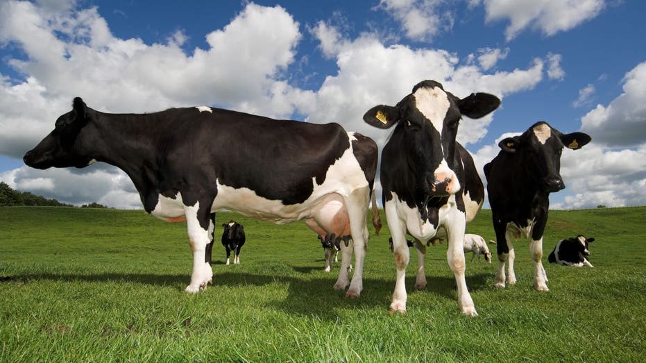 Dairy cattle in field