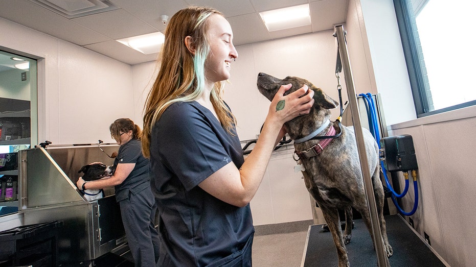 Walmart Pet Services