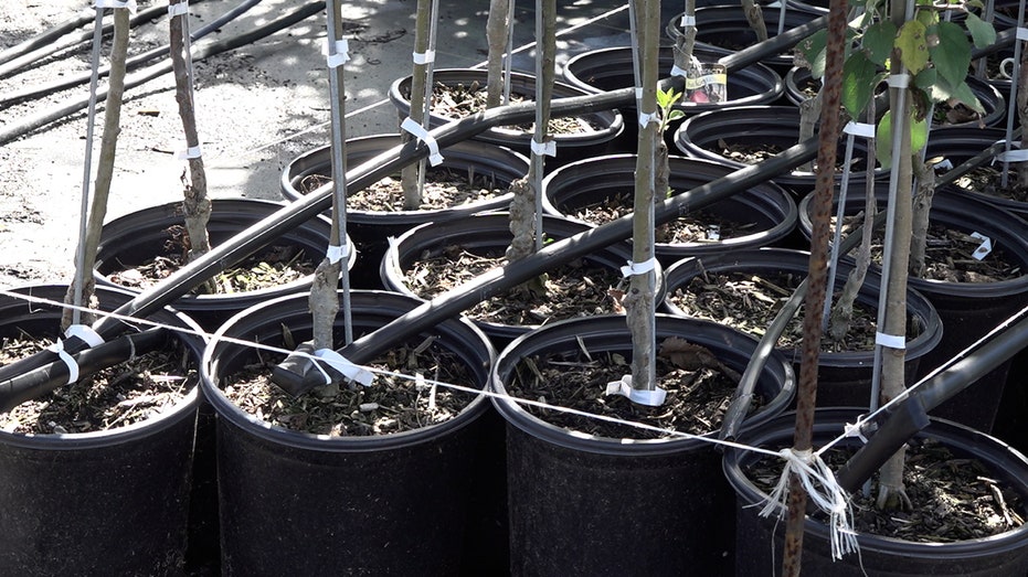 Citrus plants watered by drip irrigation