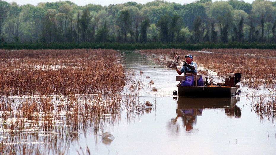 Crawfish farm