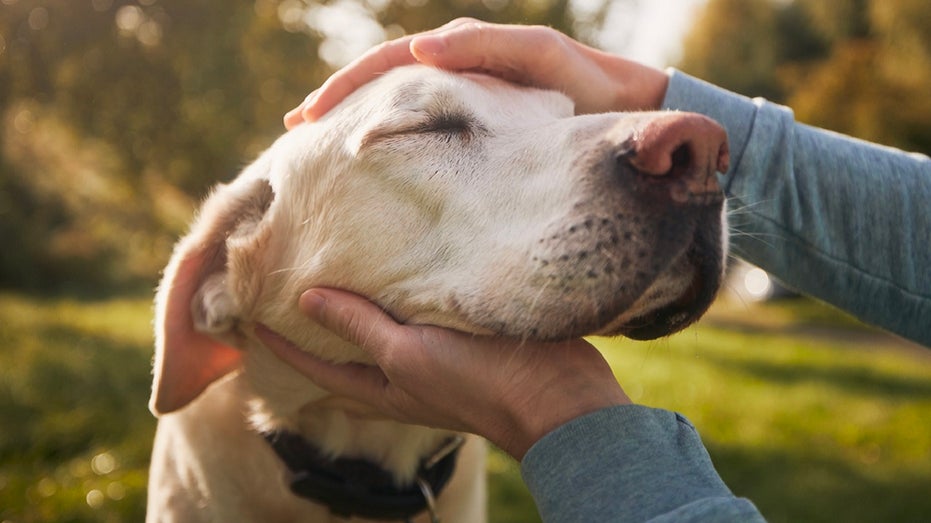 man petting his lab