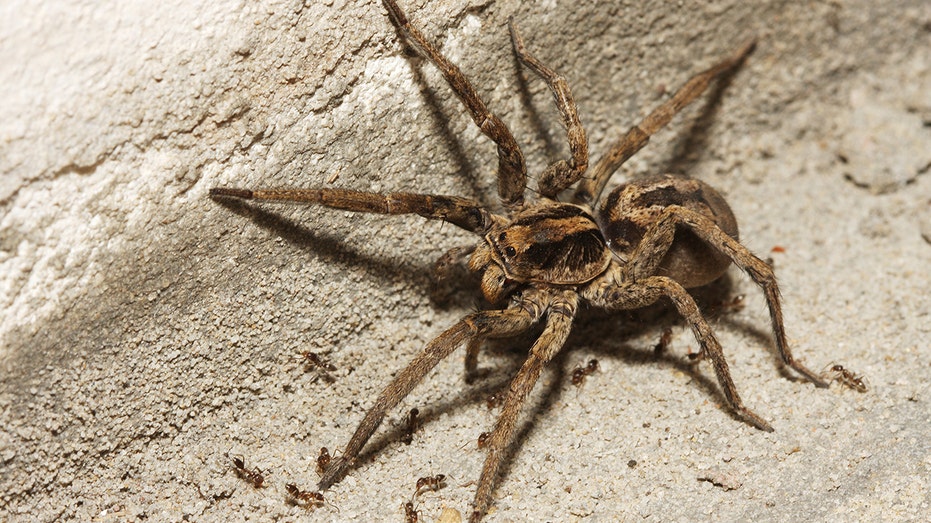 Adult wolf spider