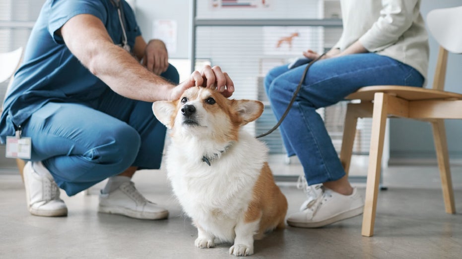 vet petting corgi