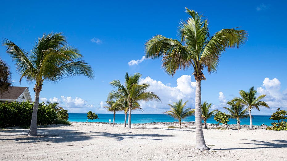 Palm trees in the Bahamas