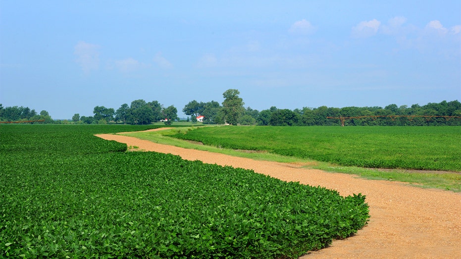 Farm scene