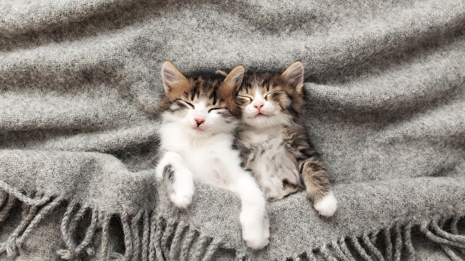 kittens cuddling